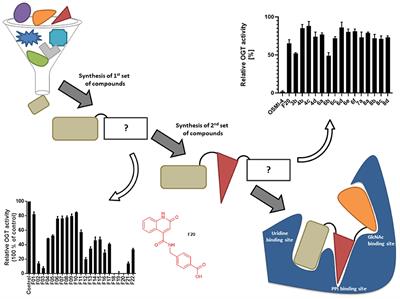 New Quinolinone O-GlcNAc Transferase Inhibitors Based on Fragment Growth